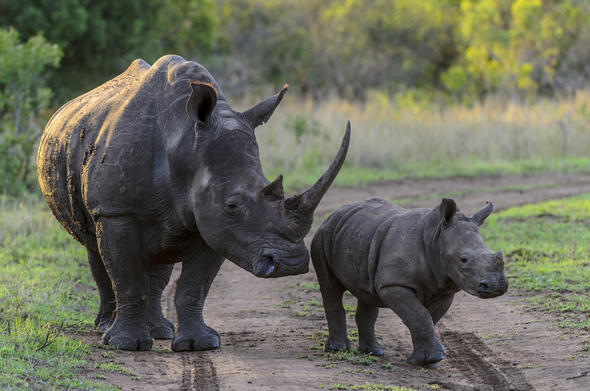 White Rhino Behaviour