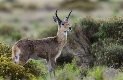 Reedbuck - Mammals - South Africa