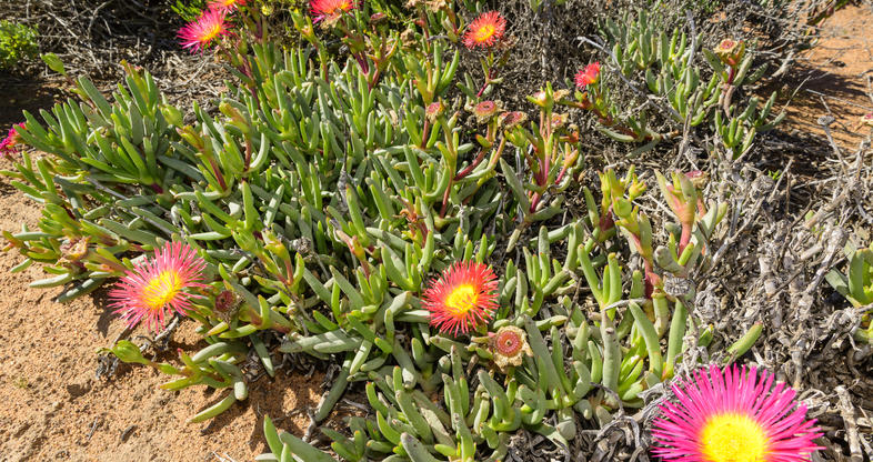 Plants of the Richtersveld