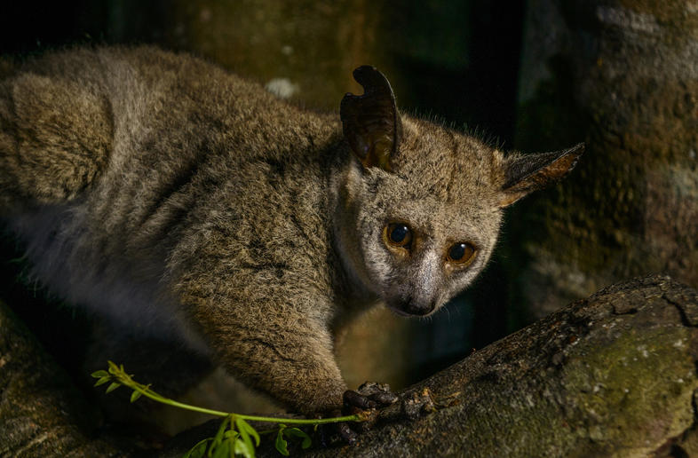 Thick-Tailed Bushbaby - Mammals - South Africa