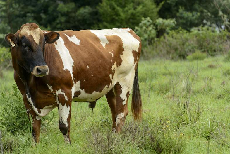 Ayrshire Cattle Facts