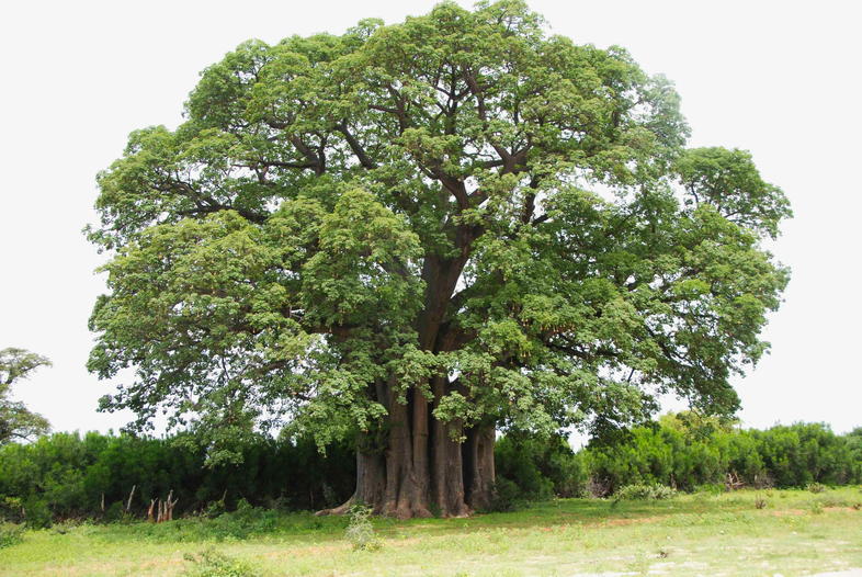 Benefits of Baobab - Baobab Oil - South African Medicinal Plants