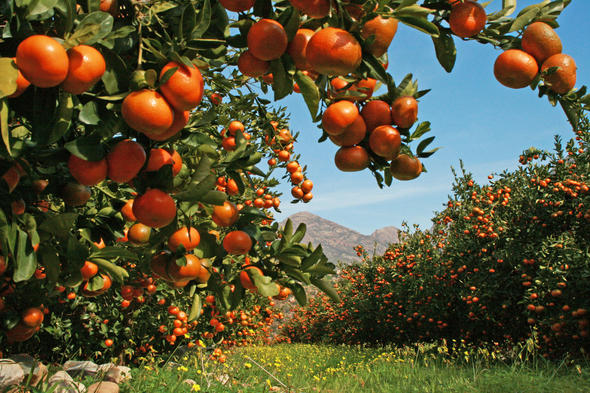 citrus-production-south-africa