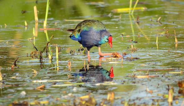 Wetland Birds of South Africa