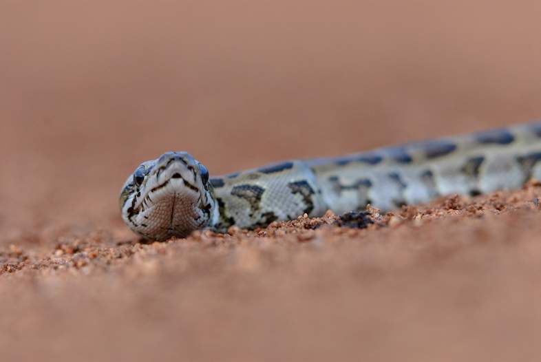 Tlhware Digagabi Afrika Borwa   African Rock Python Sc 786x526 