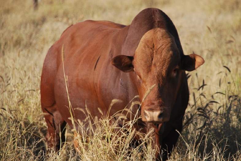 Pioneers Of Afrikaner Cattle Breeders Society Of South Africa   Afrikaner Cattle 14 786x526 