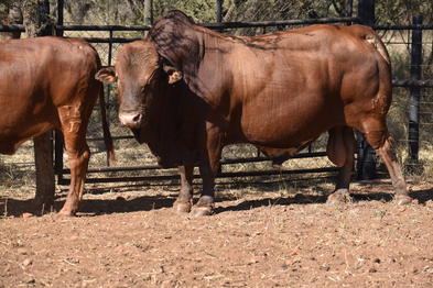 Afrikaner Cattle - Beef Production in South Africa