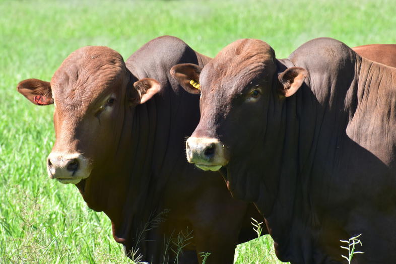 Afrikaner Cattle - Beef Production in South Africa