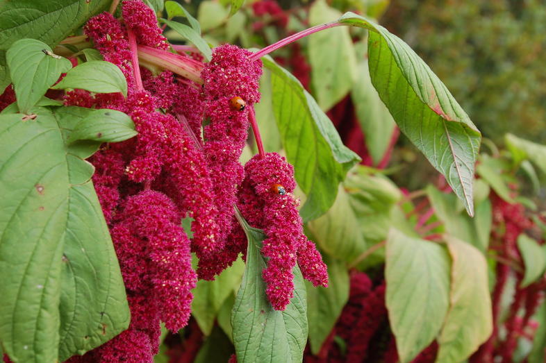 How to Eat Amaranth, South African Indigenous Grains