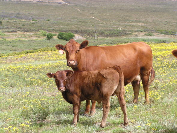 Angus Beef, South Africa