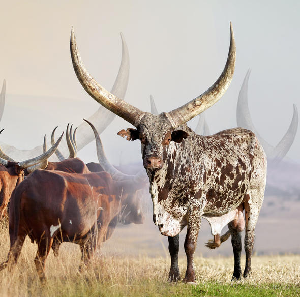 Ankole Cattle, South Africa