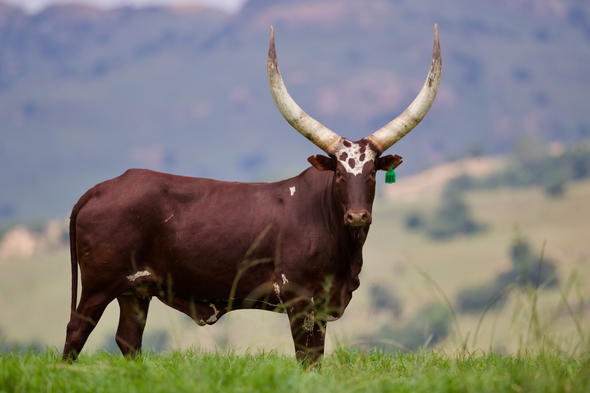 Ankole Cattle, South Africa