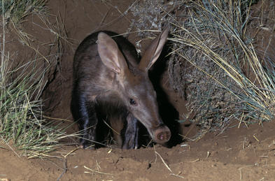 What Do Aardvarks Eat?