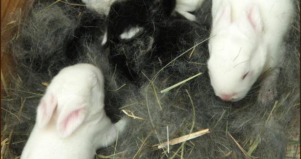 Rabbit Breeding - Rabbit Farming in South Africa