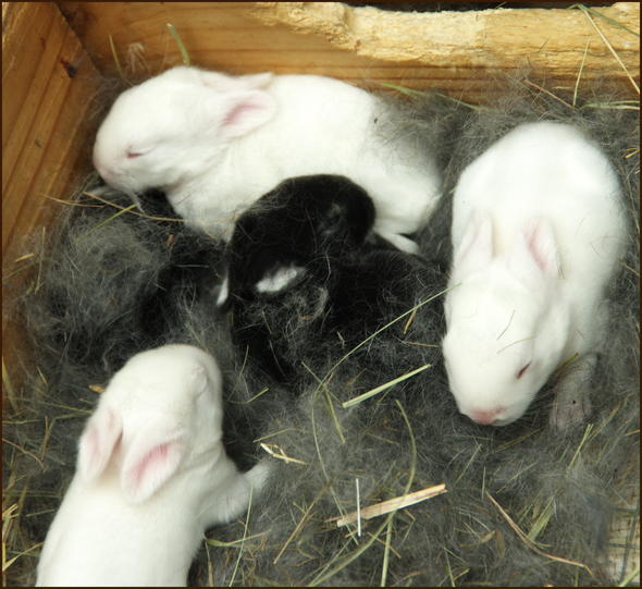 Rabbit Breeding - Rabbit Farming in South Africa