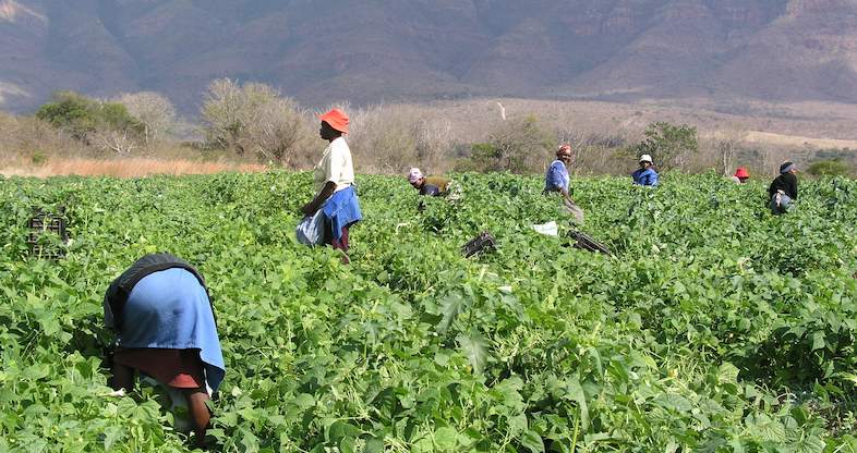 Green String Beans Crop Management - Vegetable Farming South Africa