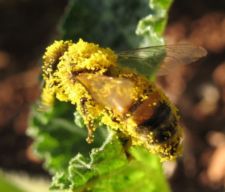ffxi bee pollen