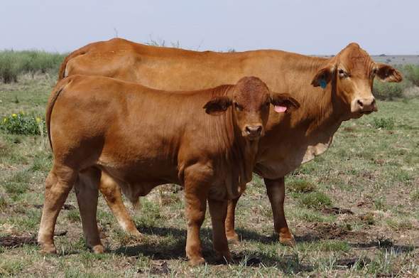 Beefmaster Cattle Breeders Society of South Africa