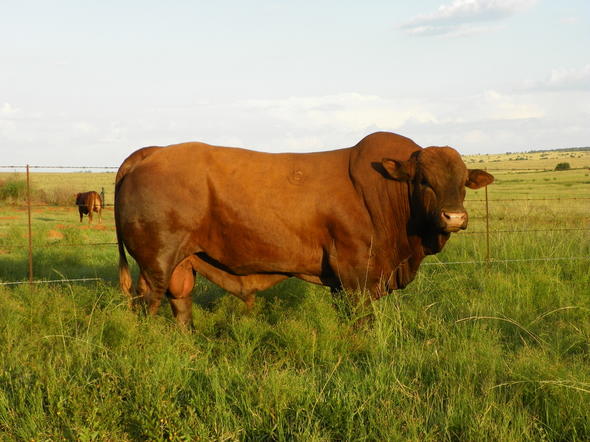 Beefmaster Cattle, South Africa