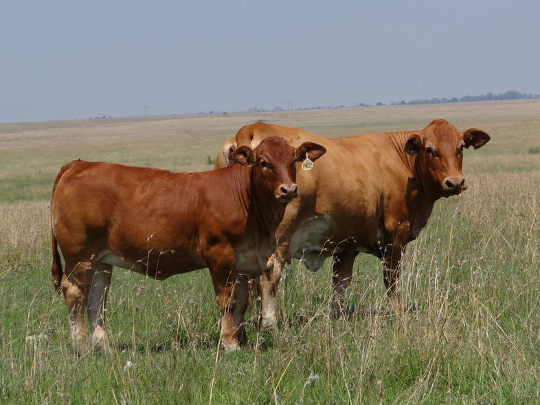 Beefmaster Cattle, South Africa