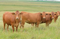 Beefmaster Cattle, South Africa