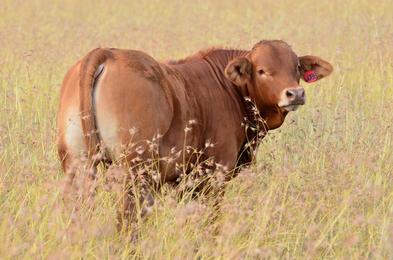 Beefmaster Cattle, South Africa