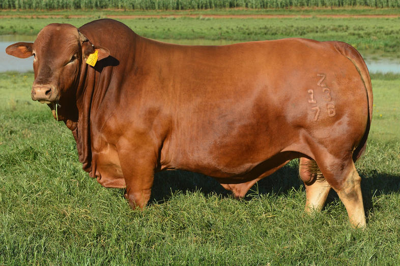 Beefmaster Cattle, South Africa