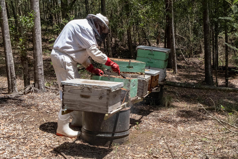 How to Start Beekeeping Beekeeping In South Africa