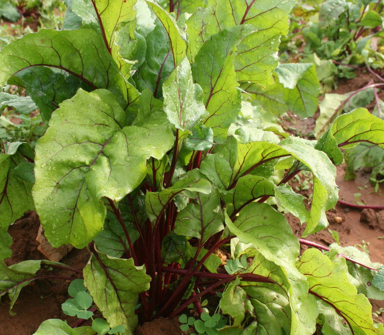 Beetroot Planting - Vegetable Farming South Africa