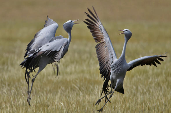 image-result-for-south-african-birds-pictures-south-african-birds