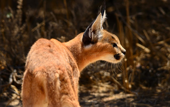 Do Caracal Have a Social Structure?