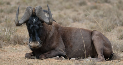 Black Wildebeest - Dinyantshi - Afrika Borwa