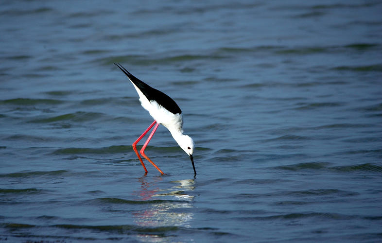 Black-winged Stilt - Birds - South Africa