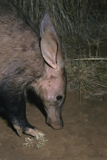 What Do Aardvarks Look Like?