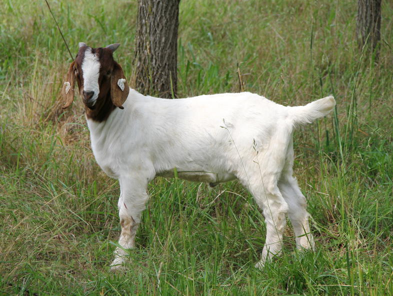 Meat Goat Breeds in South Africa - Goat Farming in South Africa