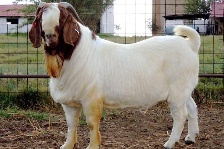 SA Boer Goat Breeders Association Services