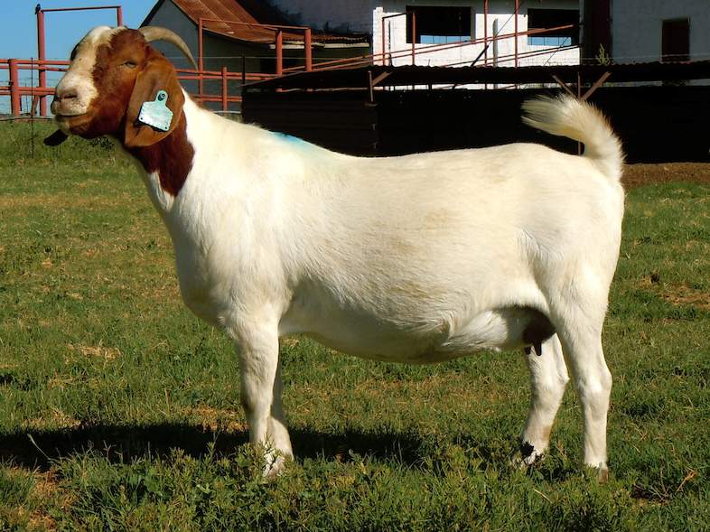 SA Boer Goat Breeders Association