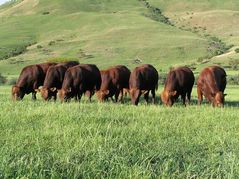 Bonsmara Beef, South Africa