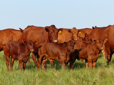 Bonsmara Beef, South Africa