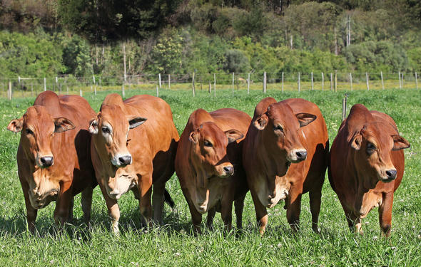 Boran Cattle, South Africa