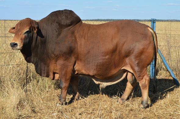 Boran Cattle, South Africa