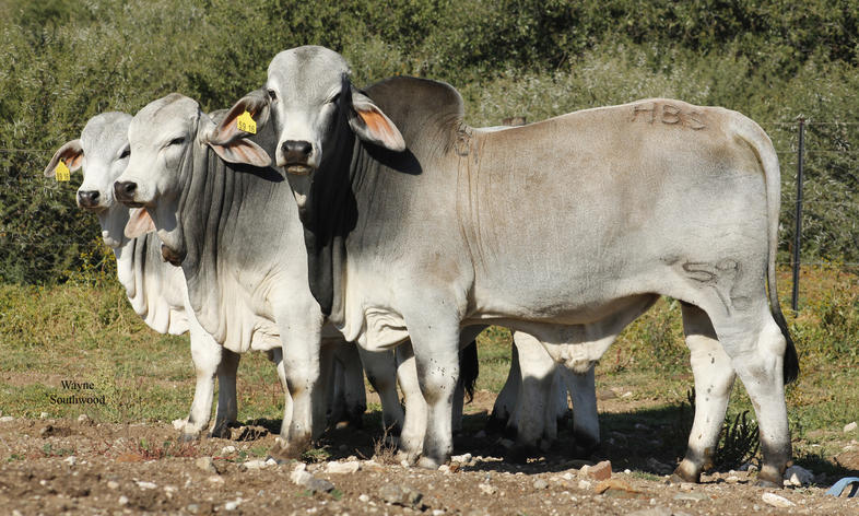 Brahman Cattle South Africa