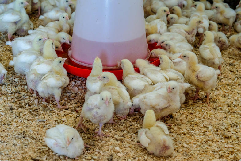 good-hygiene-in-poultry-disease-management