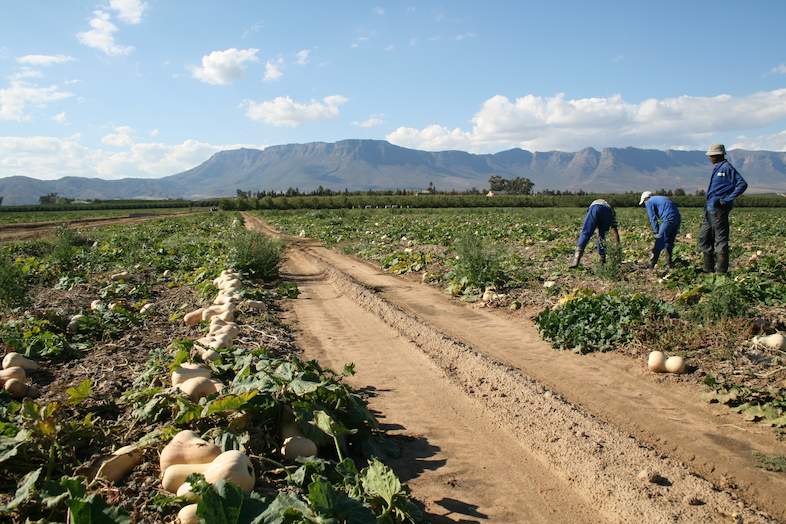 Butternut Planting Vegetable Farming South Africa