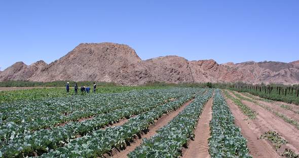 Cabbage Crop Management, Harvesting and Storage, Pests