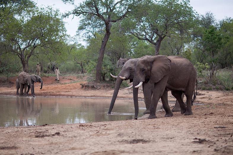 Exceptional Elephant Encounters - Jabulani, Kapama Game Reserve ...