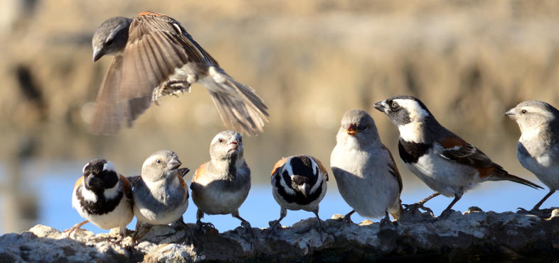 cape sparrow diet