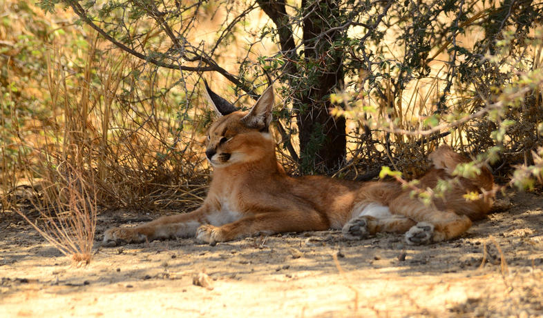 Fast Facts About Caracal