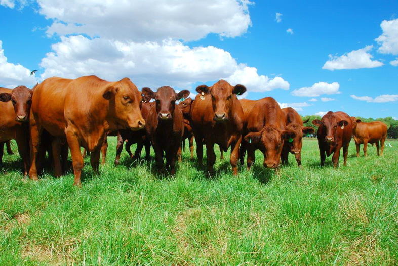 Pasture Management, South Africa