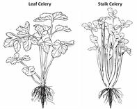 Celery - Vegetable Farming in South Africa